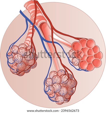 biology, experiment, visual, blood circulation, striated muscles, muscular system, skeletal system relaxes, contracts, alveoli, air sacs