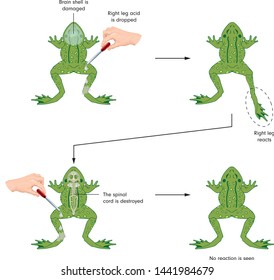 Biology - Frog reflex motion experiment