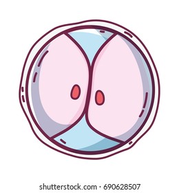 biology genetic embryo cells division