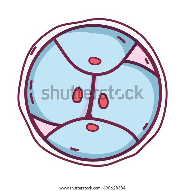 biology genetic embryo\
cells division