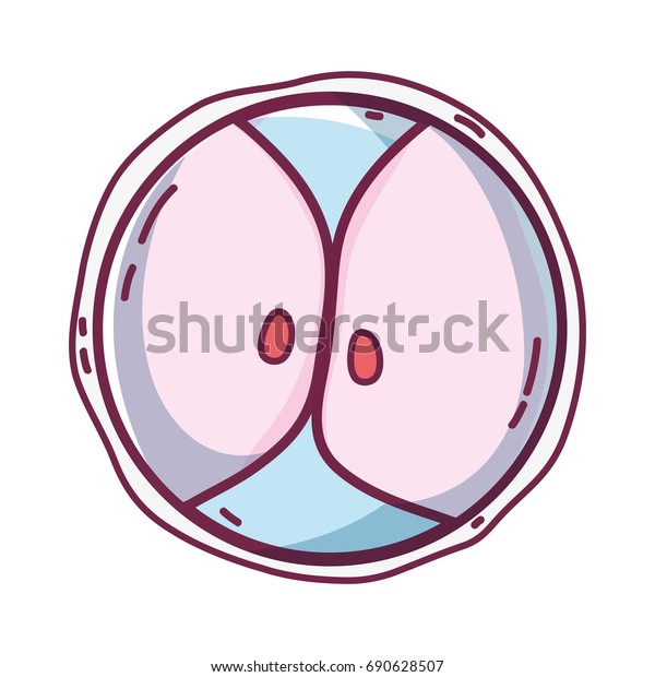 biology genetic embryo\
cells division