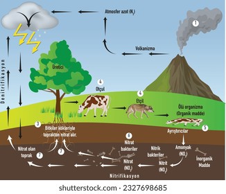 biology geography nitrogen cycle science