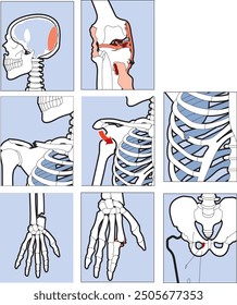 Biología, lección, visual, Vector, hueso, fracturas óseas, lección de biología, cráneo, sistema esquelético, esqueleto