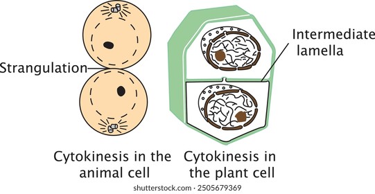 Biología, lección, visual, Vector, citocinesis, planta, animal