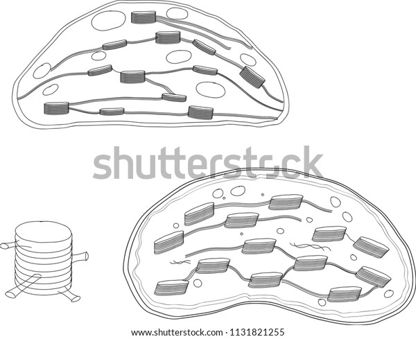 Biology Organelle Chloroplast Stock Vector (Royalty Free) 1131821255 ...