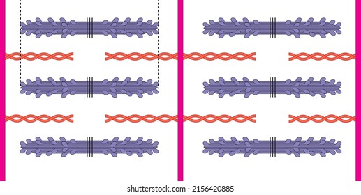 Biology Sarcomere, Striated Muscles, Contractile Mechanism Of Striated Muscles