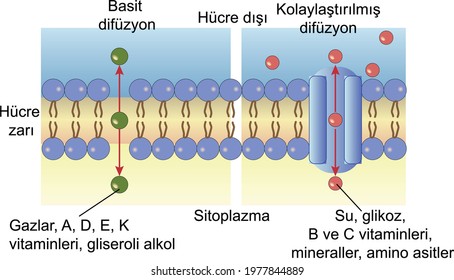 Biology Simple And Facilitated Diffusion. 