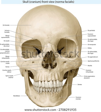 biology, Skull (cranium), front view (norma facialis), bone, human head,