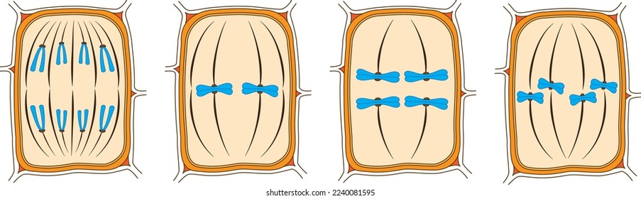 Algunas partes de una célula vegetal con fases de división de cromosomas 2n=4. Estadios de miosis y meiosis