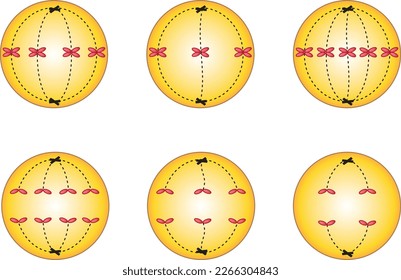 Biology. Some parts of a plant cell with 2n=4 chromosomes division phases. Mitosis and meiosis stages biology