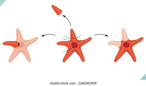 Biologische Wiederherstellung von Seestern. Schema des Regenerationsereignisses der Seesterne. Seesterne, Vektorgrafik