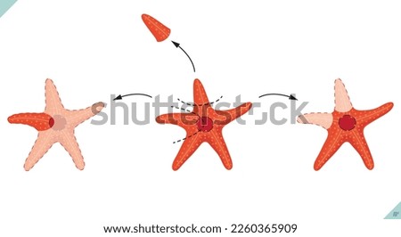Biology starfish regeneration. Schematic of the regeneration event of the starfish. starfish vector illustration Foto d'archivio © 