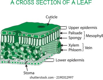 Biology Training Chart Cross Section Leaf Stock Vector (royalty Free 