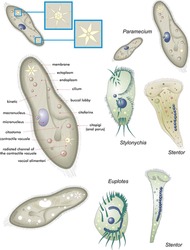 Biology, Unicellular Eukaryotic Organisms. Protozoa. Various Examples Of Protozoa Ciliata.