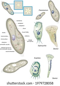 Biology, Unicellular eukaryotic organisms. Protozoa. Various examples of protozoa ciliata.