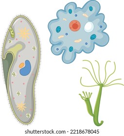 Biology, Unicellular eukaryotic organisms. Protozoa. Various examples of protozoa ciliata.
