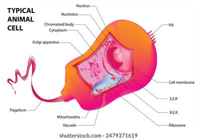 Biologische Vektorgrafik einer typischen Tierzelle