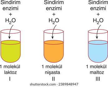 Biologie, visuelle Enzyme, Verdauungsenzyme, Molekül, Lactose, Stärke, Maltose