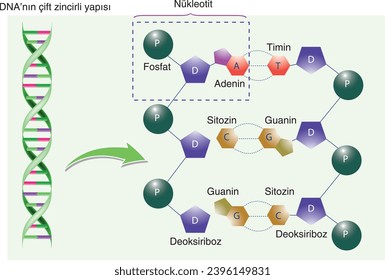 biology, visual, experiment, double-stranded structure of DNA, nucleotide, phosphate, adenine, thymine, guanine, cytosine, deoxyribose, helix