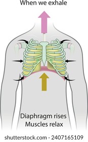 biología, visual, experimento, cuerpo humano, anatomía, sistema respiratorio
