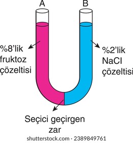 biology, visual, fructose solution, selectively permeable membrane, solution, semipermeable membrane, Kimya, Görsel, Deney, Tüp, Deney Tüpü, Çözelti, Enzim, Geçirgen Zar