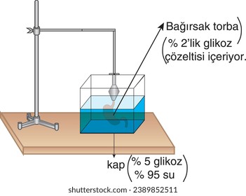 biology, visual, intestinal bag, containing glucose solution, container, glucose, water