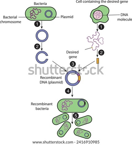 biology, visual, lesson, experiment, gene, genetics, gene cloning, dna, rna, molecule, cell, bacteria, clone, human genome, Bacteria, Chromosome, Plasmid, DNA molecule, cell containing,recombinant