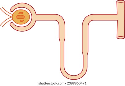 biology, visual, nephron, reproduction, reproductive system, embryo, neuron, cell, cell membrane, Biyoloji, Görsel, Deney, Zigot, Bölünme, Üreme, Çoğalma, Segmentasyon, Döllenme, Nefron