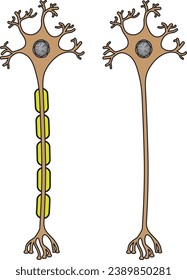 biología, visual, neurona, neuronas, nervio, sistema nervioso, célula, membrana celular