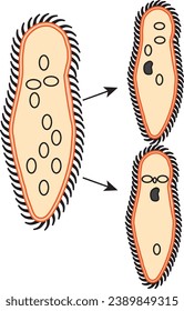 biología, visual, paramécio, reproducción paramécica