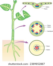 biología, conjuntos vasculares visuales, de raíz y de tallo, fotosíntesis, xilema, floema, cambium