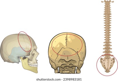 biology, visual, skeletal system, bones, joints, joints, skull, spine