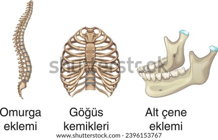biology, visual, skeletal system, spinal joint, sternum, mandibular joint, bone, skeleton
