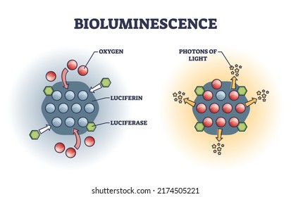 Bioluminescence chemical explanation with light emission outline diagram. Labeled educational scheme with microscopic atom oxygen, luciferin, luciferase or photons of light closeup vector illustration