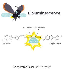 Bioluminescence Chemical Reaction scientific illustration vector diagram