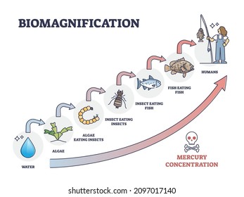 Biomagnification with toxic and poisonous mercury concentration outline diagram. Labeled educational dangerous food chain gradual contamination from algae, insects, fish to humans vector illustration.