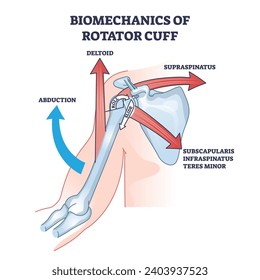 Biomechanics of rotator cuff with anatomical movement types outline diagram. Labeled educational medical scheme with abduction, deltoid and supraspinatus body flexibility options vector illustration.