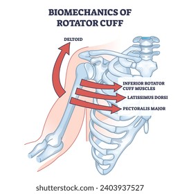 Biomechanics of rotator cuff and skeleton movement anatomy outline diagram. Labeled educational scheme with medical deltoid, inferior muscles and latissimus dorsi posture example vector illustration.