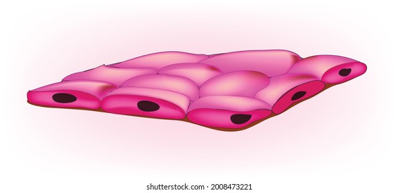 Ilustración biomédica del tejido del epitelio escamoso simple 