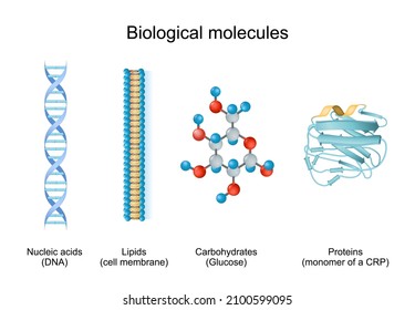 biomolecule is molecules present in live organisms. Types of biological molecule: Carbohydrates, Lipids, Nucleic acids and Proteins. biomolecule for example of Glucose, cell membrane, DNA, CRP. - Shutterstock ID 2100599095