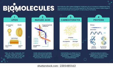 Biomolecules or Biological molecules infographics with Types of molecules Carbohydrates, Lipids, Nucleic acids, Carbohydrates and Proteins- vector illustration