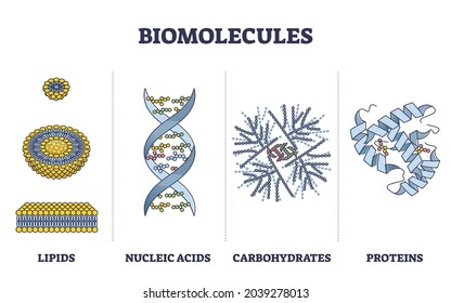 Biomolecules or biological molecules type collection in outline diagram. Labeled educational lipids, nucleic acid, carbohydrate and proteins visual comparison vector illustration. Microscopic examples