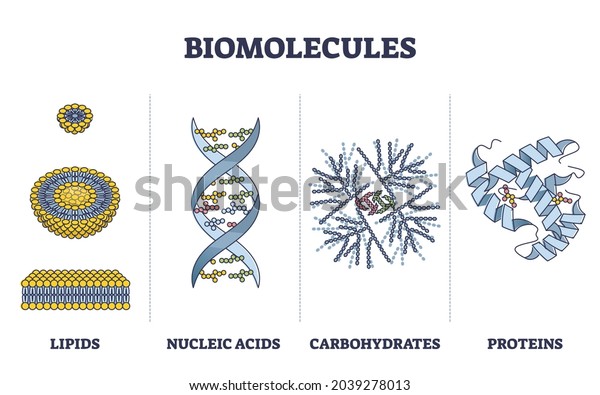 Biomolecules or biological molecules type\
collection in outline diagram. Labeled educational lipids, nucleic\
acid, carbohydrate and proteins visual comparison vector\
illustration. Microscopic\
examples