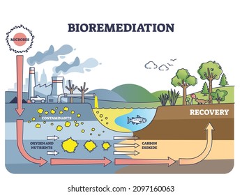 Bioremediation and contaminated soil or water recovery with adding microbes outline diagram. Labeled educational process description with stages for toxic pollution reduction vector illustration.