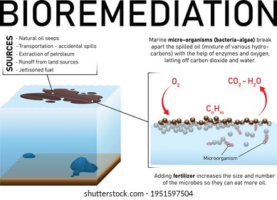 Bioremediation of petroleum, for polluted water in sea, ocean, river with marine microorganisms; vector illustration