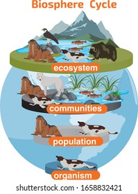 
biosphere cycle cycle ecosystem communities population Biogeochemical cycles