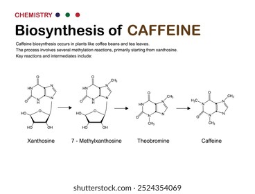 Biosynthesis of Caffeine - Pathway from Xanthosine to Caffeine