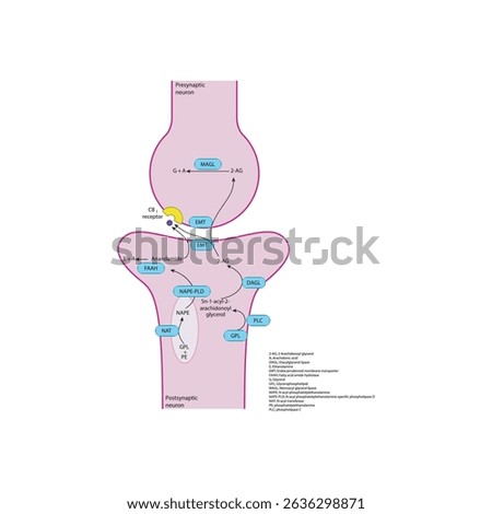 Biosynthesis and Inactivation Pathway of Endocannabinoids in the Synaptic Cleft: 2-AG and Anandamide Metabolism, Enzyme Functions, and CB1 Receptor Signaling in Pre- and Postsynaptic Neurons