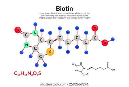 Biotin or vitamin B7 molecule. molecular structure formula, ball-and-stick model, suitable for education or chemistry science content. Vector illustration