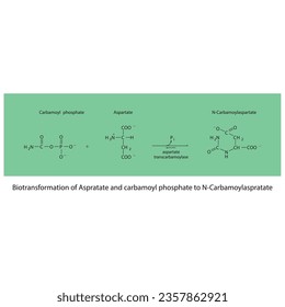 Biotransformation of Aspratate and carbamoyl phosphate to N-Carbamoylaspratate via enzymatic synthesis. Skeletal formula diagram showing metabolism of biochemical molecules for science and education. 